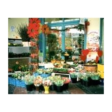 Blumenladen in Dresden Regionsflorist