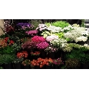 Van Briemen Bloemen