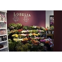 Bloemenhuis Lobelia