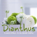 Bloembinderij Dianthus