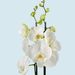 White orchid 60 cm