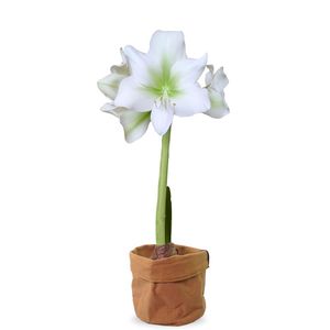 Amaryllis bulb white