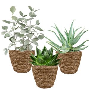 Succulents gift package