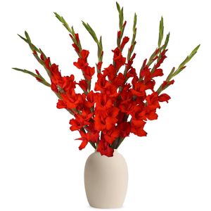 Rote Gladiolen