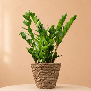 ZZ-plant | Zamioculcas plant