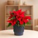 Red poinsettia with blue pot