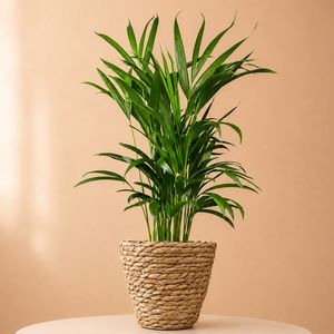 Areca palm | Goudpalm 60cm