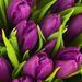 Boeket paarse tulpen