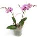 Orchidée Phalaenopsis Pourpre en pot