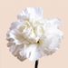 White carnations bouquet