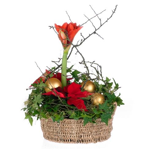 Weihnachtsamaryllis-Korb - Floristen Design