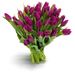 Tulips in purple passion