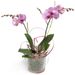 Purple Phalaenopsis Orchid in pot