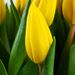 Gele Brievenbus Tulpen