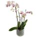 prachtvolle, zwielichtige Orchidee