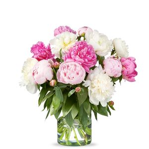 15 white and pink peonies