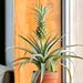 Pineapple plant | Bromelia