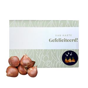 Brievenbus tulpenbollen Gefeliciteerd