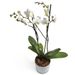 milchweiße Orchidee