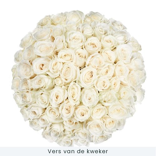 60 white roses | grower
