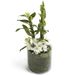White Dendrobium Orchid