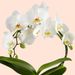 Phalaenopsis white 2-branch arch