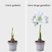 Amaryllis bulb white