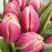 Brievenbus Vrolijke Multikleur Tulpen