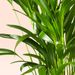 Areca palm | Goudpalm