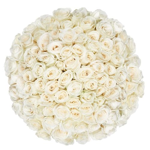 90 white roses | Florist