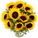 strahlende Sonnenblumen