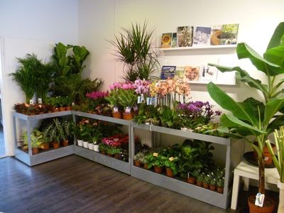Kamerplanten bij Puur Bloemen & Planten in Nieuw Bergen