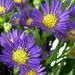 Bouquet of the month