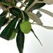 Olive tree 50cm + free planter