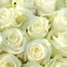 20 White Roses (40 cm)