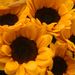 20 Sonnenblumen