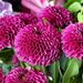 Bouquet du mois