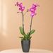 Roze Vlinderorchidee