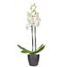 White Butterfly Orchid