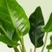 Philodendron Imperial green