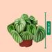 Melon plant | Peperomia argyreia