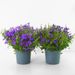 Campanula lila + gratis pot taupe