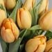 Brievenbus Oranje Tulpen