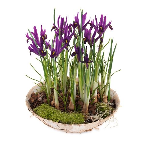 irresistible Iris