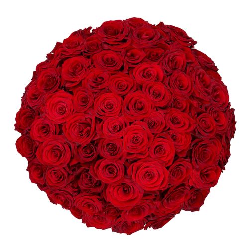 60 Rote Rosen - Premium Red Naomi