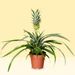 Pineapple plant + Miffy