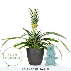 Ananasplant + Nijntje