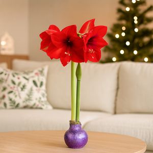 Amaryllis wax bol (paars glitter)