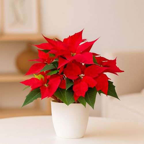 Red poinsettia