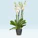 Weiße Orchidee (L)